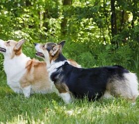 What Is von Willebrand in Dogs? - PetGuide | PetGuide