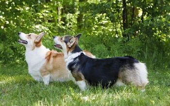 What Is Von Willebrand in Dogs?