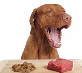 making the switch to a raw food diet for dogs