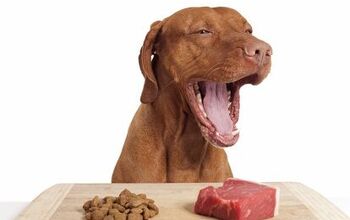 Making The Switch To A Raw Food Diet For Dogs?