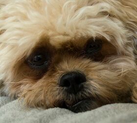 Peekapoo Dog Breed Health, Temperament, Training, Feeding and Puppies ...
