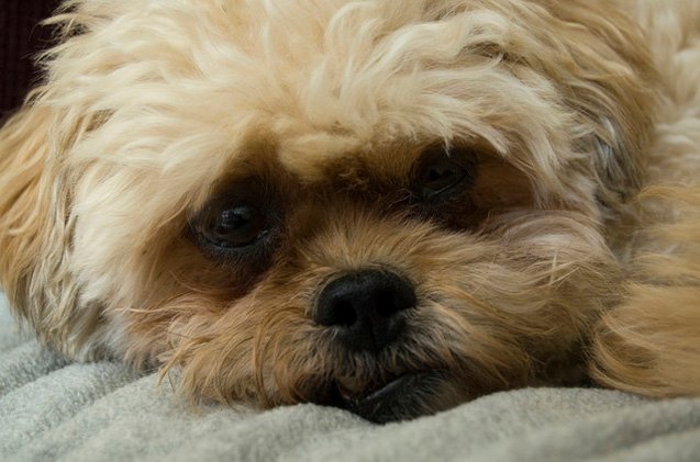 Peekapoo Dog Breed Health, Temperament, Training, Feeding and Puppies ...