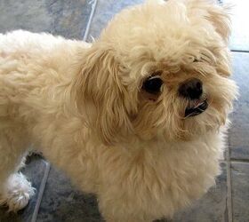 Pekingese discount toy poodle