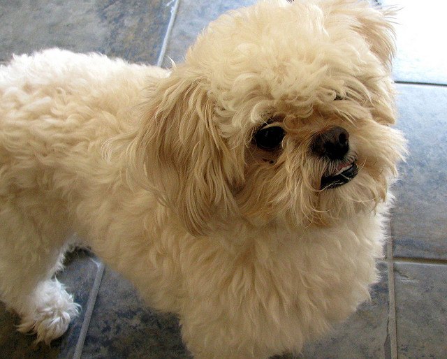 Peekapoo Dog Breed Health, Temperament, Training, Feeding and Puppies ...