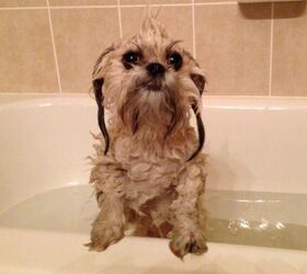 reliq mineral shampoo for dogs review