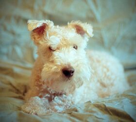 Lakeland terrier sales short hair