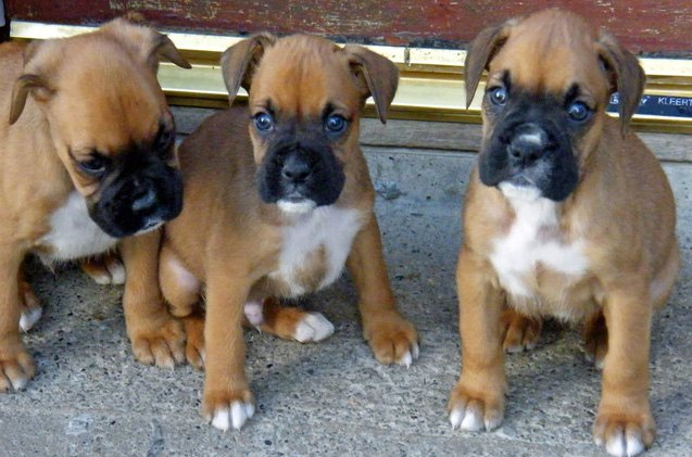 top 10 ways to puppy proof your home