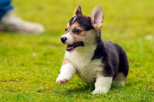 top 10 ways to puppy proof your home