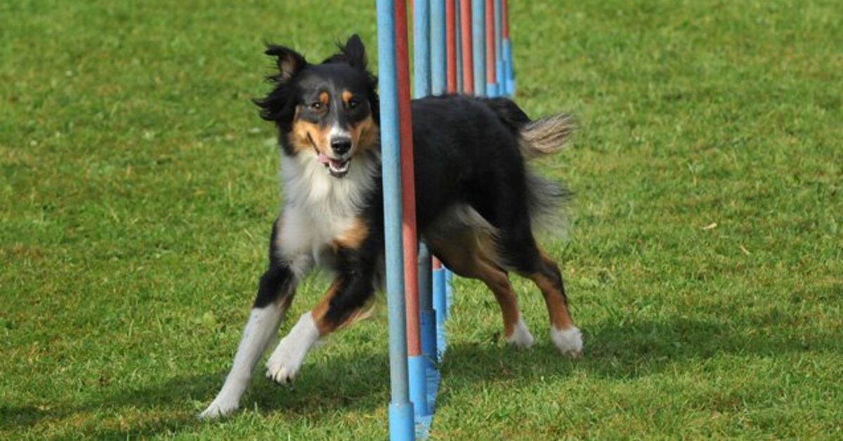 School’s In Session – 101 Introduction To Agility Training For Dog ...