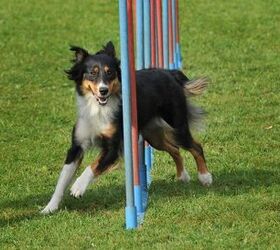 schools in session 101 introduction to agility training for dog