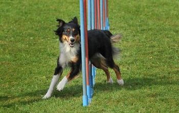 School’s In Session – 101 Introduction To Agility Training For Dog