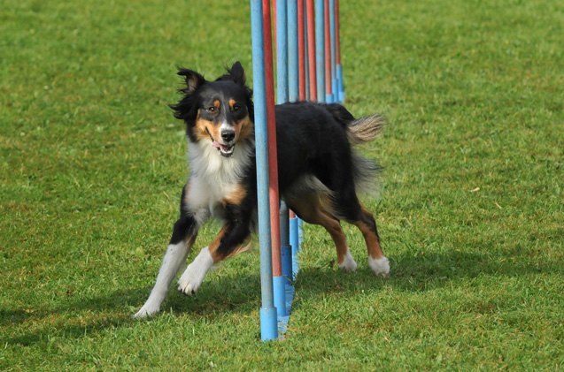schools in session 101 introduction to agility training for dog