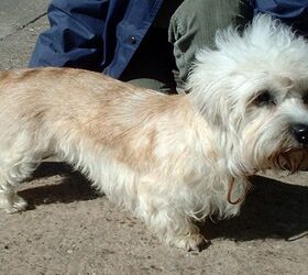 Dandie Dinmont Terrier Dog Breed Information and Pictures - PetGuide ...