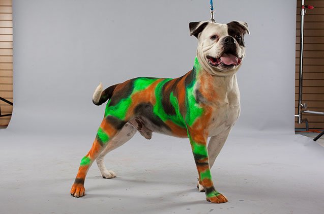 petpaint halloween prize pack giveaway