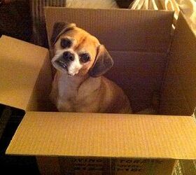 5 safety tips for moving with dogs
