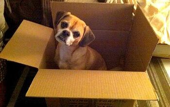 5 Safety Tips For Moving With Dogs