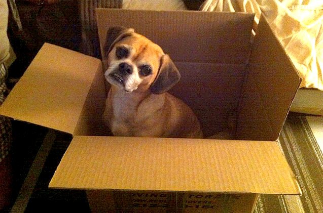 5 safety tips for moving with dogs