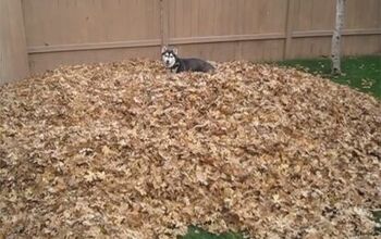 Frisky Siberian Husky Falls For A Pile Of Leaves [Video]