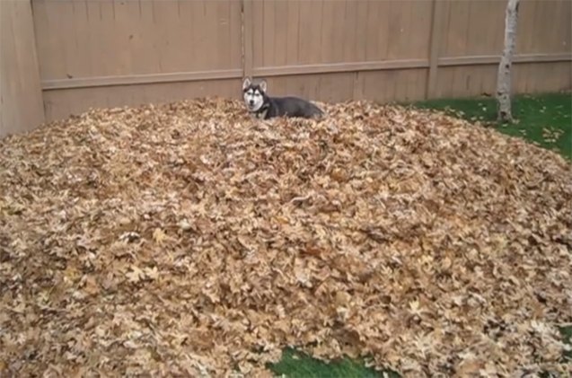 frisky siberian husky falls for a pile of leaves video