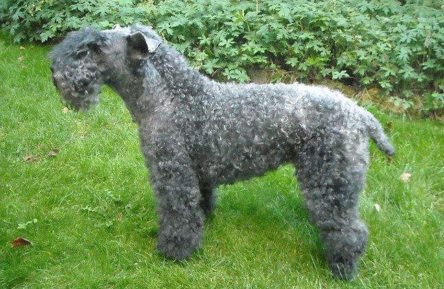 Lovely Kerry Blue Terrier tenda da doccia colorata cane Lovely Kerry Blue Terrier tenda da doccia colorata cane