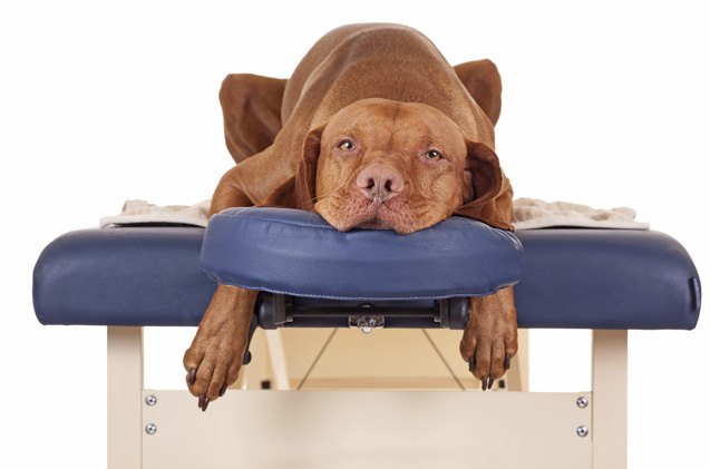 how to master the art of dog massage