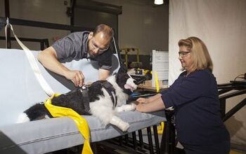 New Study Shows That Many Pet Car Seat Safety Restraints Are Ineffecti