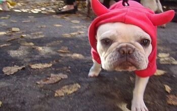 7 Spooktacular Halloween Safety Tips For Dogs