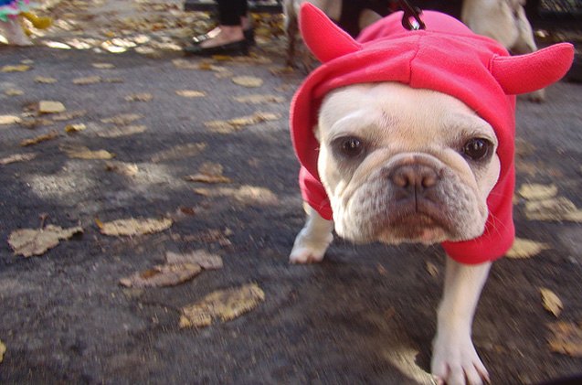 7 spooktacular halloween safety tips for dogs