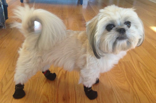 muttsoks dog socks have your pooch s paws covered this winter