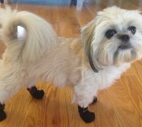 Muttsoks Dog Socks Have Your Pooch’s Paws Covered This Winter