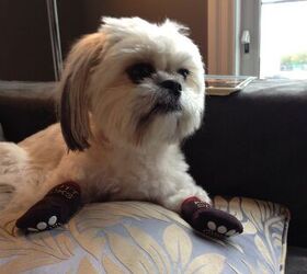 pooch socks