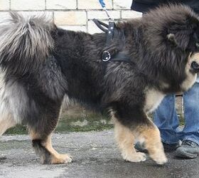 how tall can a tibetan mastiff get