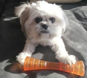 Product Review: Bionic Urban Stick | PetGuide