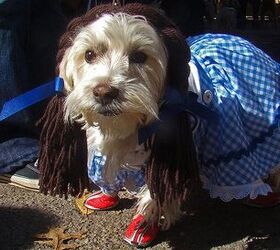 top 10 reasons to dress up your dog