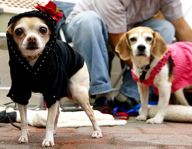top 10 reasons to dress up your dog