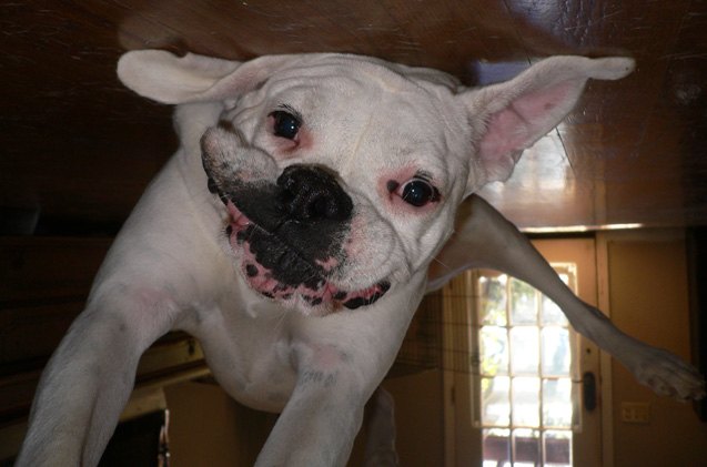 upside down dog of the week cindy