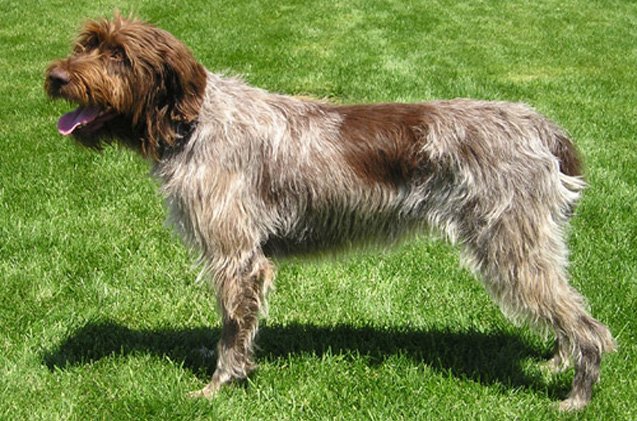 wirehaired pointing griffon