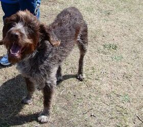 Wirehaired pointing hotsell griffon hypoallergenic