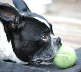 FDA Stumped After Jerky Treats Made In China Linked To Nearly 600 Pet