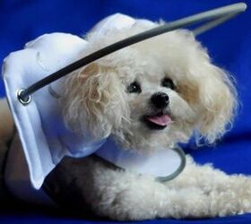 muffin s halo is a fashionable guide for blind dogs