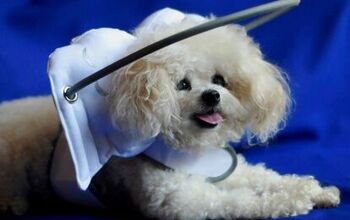 Muffin’s Halo Is A Fashionable Guide For Blind Dogs