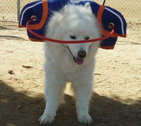Muffin’s Halo Is A Fashionable Guide For Blind Dogs PetGuide