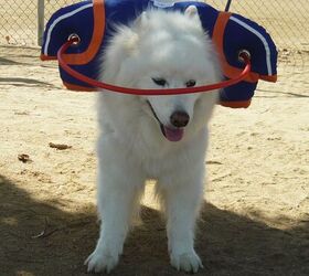 muffins halo is a fashionable guide for blind dogs