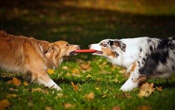 6 Advantages Of Living In A Multi Dog Household | PetGuide