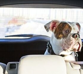 5 Essential Dog-Friendly Thanksgiving Travel Tips