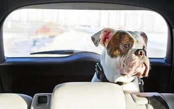 5 Essential Dog-Friendly Thanksgiving Travel Tips