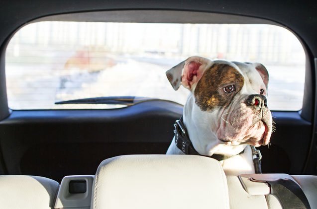 5 essential dog friendly thanksgiving travel tips