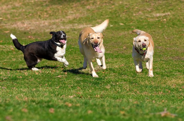 6 advantages of living in a multi dog household