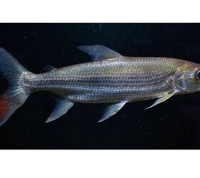 African Tiger Fish Breed Information and Pictures - PetGuide