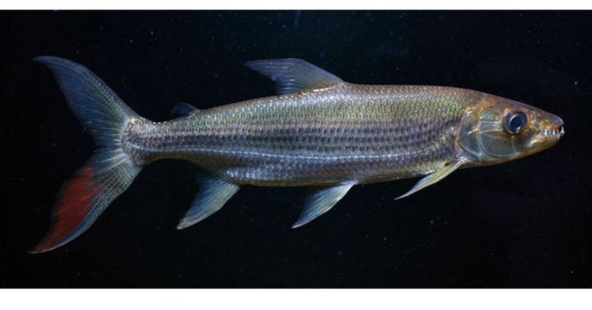 African Tiger Fish Breed Information and Pictures - PetGuide | PetGuide